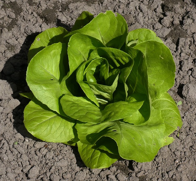 lettuce 3337314 640