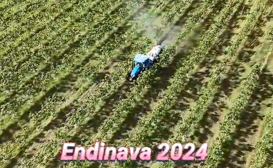 endinavaHigos2024